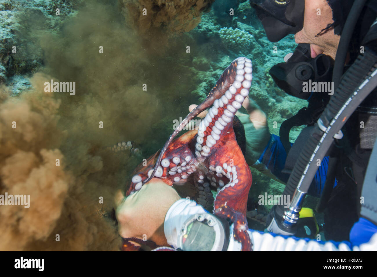 Bracconiere scuba diver catturati con un big blue polpo (Octopus Cyaneus), reef octopus il rilascio di inchiostro, Mar Rosso, Egitto, Africa Foto Stock