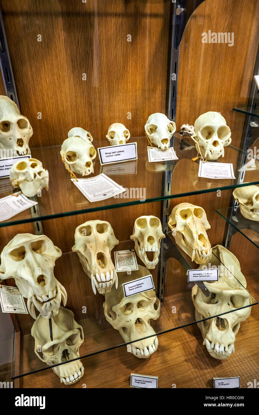 Primate teschi sul display in una università di scienze naturali di corridoio di reparto. Foto Stock