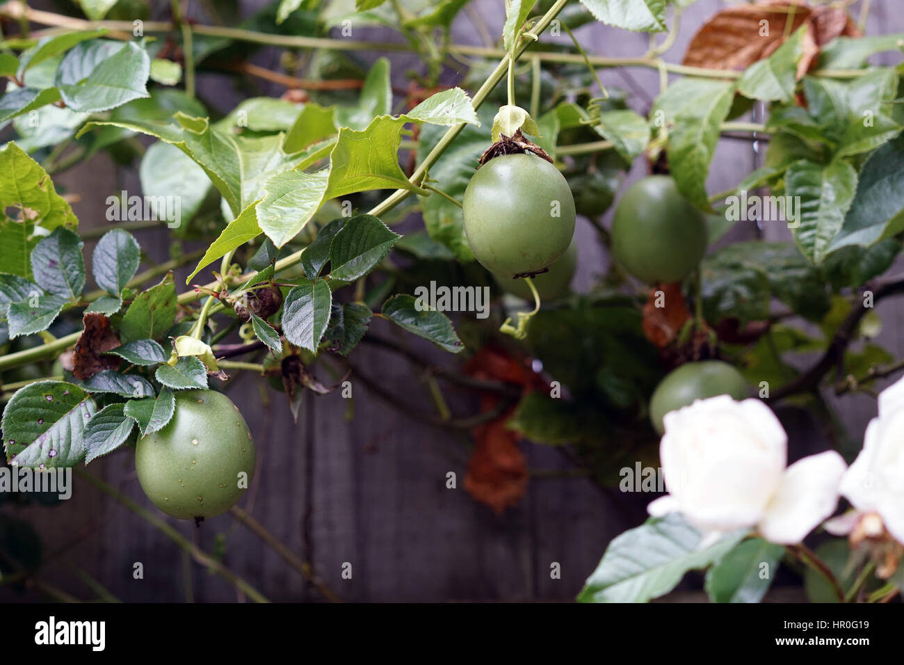 Frutti della passione la viticoltura in un giardino di casa Foto Stock