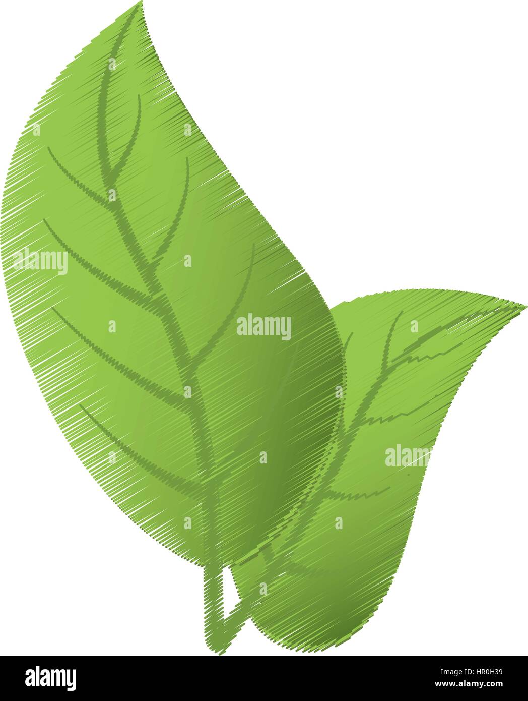 Disegno di foglie verde naturale Immagine e Vettoriale - Alamy