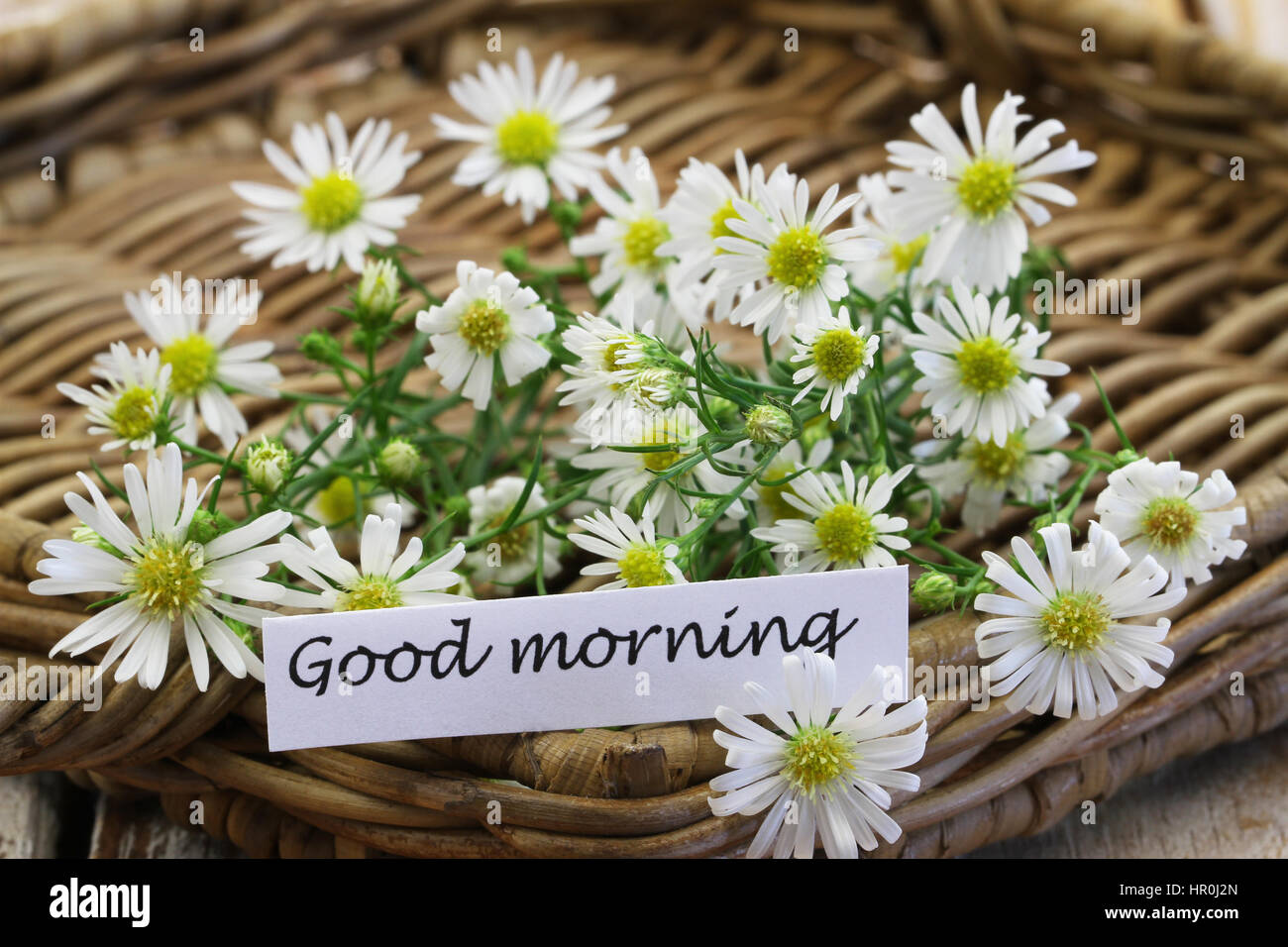 Buona mattina card con freschi Fiori di camomilla sul vassoio in vimini, primo piano Foto Stock