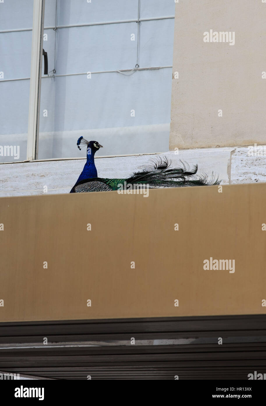 Ginevra, Svizzera. 26 Febbraio, 2017. Un pavone è visto su una porta dell'edificio principale del Palais des Nations, in cui le Nazioni Unite-mediata ultimo round di intra-siriano i colloqui di pace è tenuto qui per il quarto giorno a Ginevra, Svizzera, Feb 26, 2017. Credito: Xu Jinquan/Xinhua/Alamy Live News Foto Stock