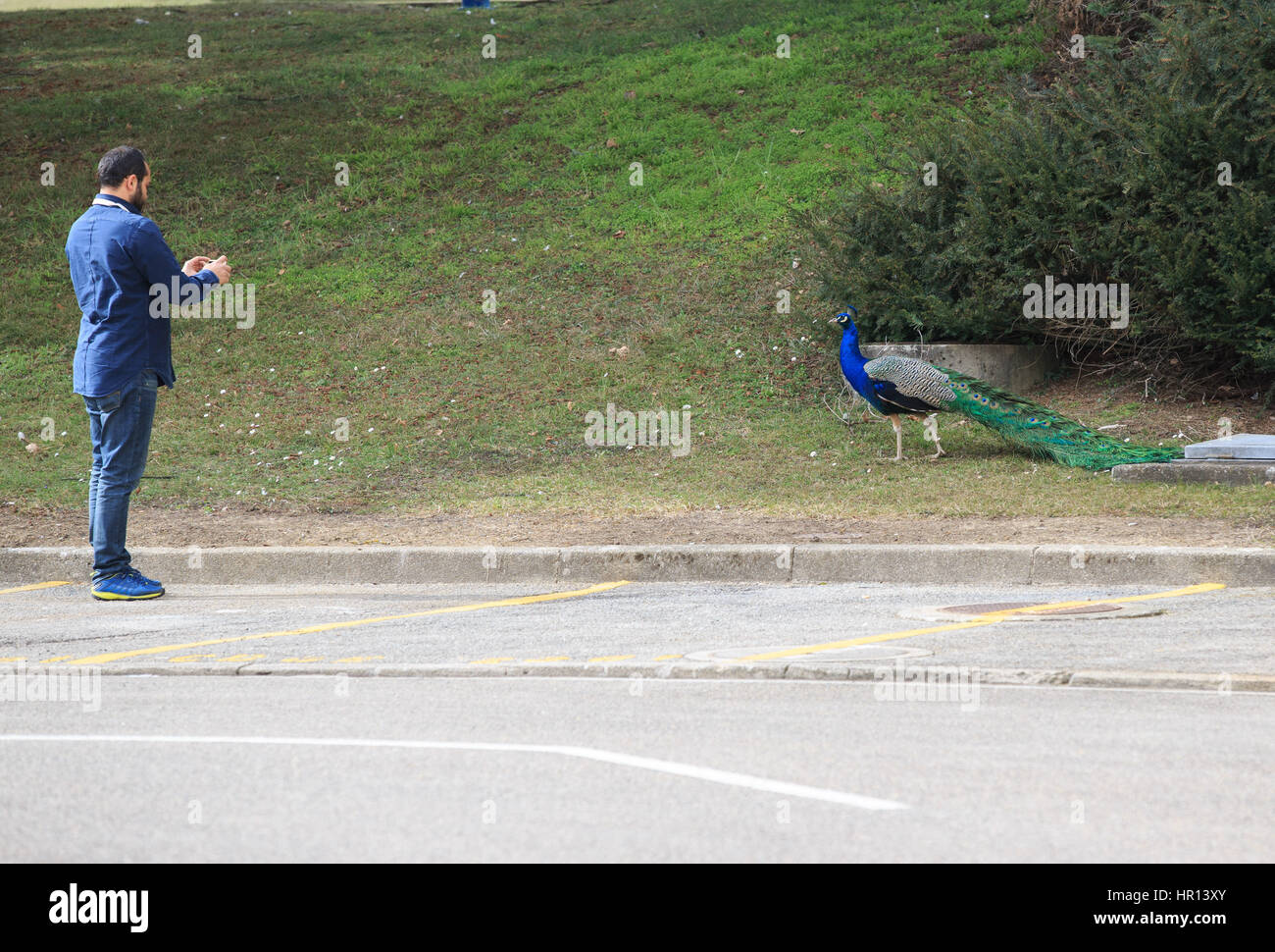 Ginevra, Svizzera. 26 Febbraio, 2017. Un uomo prende le foto di un pavone vicino all'edificio principale del Palais des Nations, in cui le Nazioni Unite-mediata ultimo round di intra-siriano i colloqui di pace è tenuto qui per il quarto giorno a Ginevra, Svizzera, Feb 26, 2017. Credito: Xu Jinquan/Xinhua/Alamy Live News Foto Stock