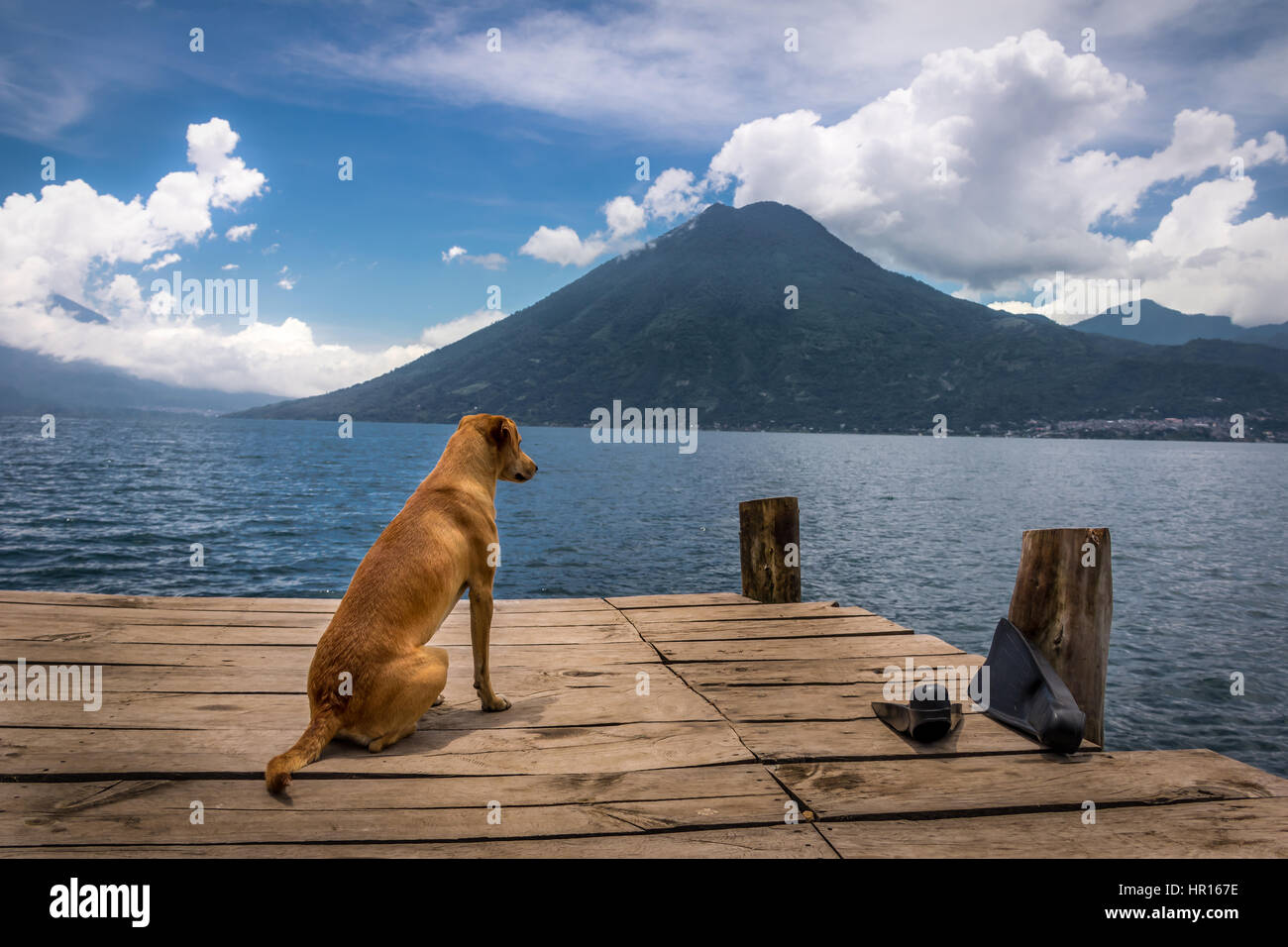 Cane in un molo in legno cercando di orizzonte a lago Atitlan con San Pedro vulcano sullo sfondo - San Marcos La Laguna, Guatemala Foto Stock
