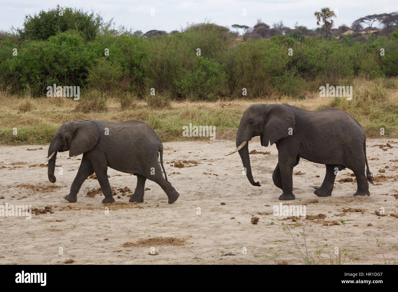 Una coppia di elefanti africani Foto Stock