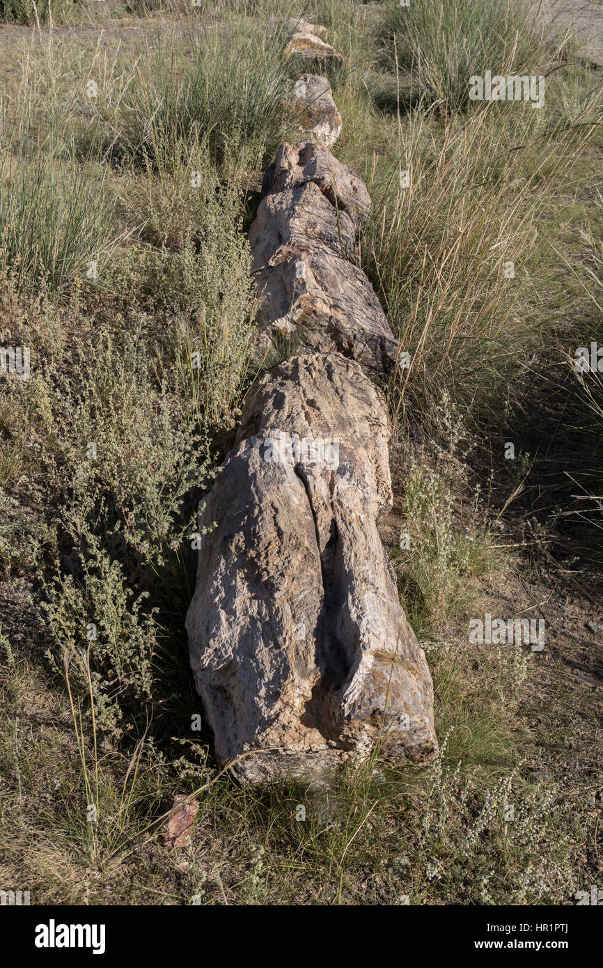 Albero pietrificato nel Gobi Gurvansaikhan National Park in Mongolia Foto Stock
