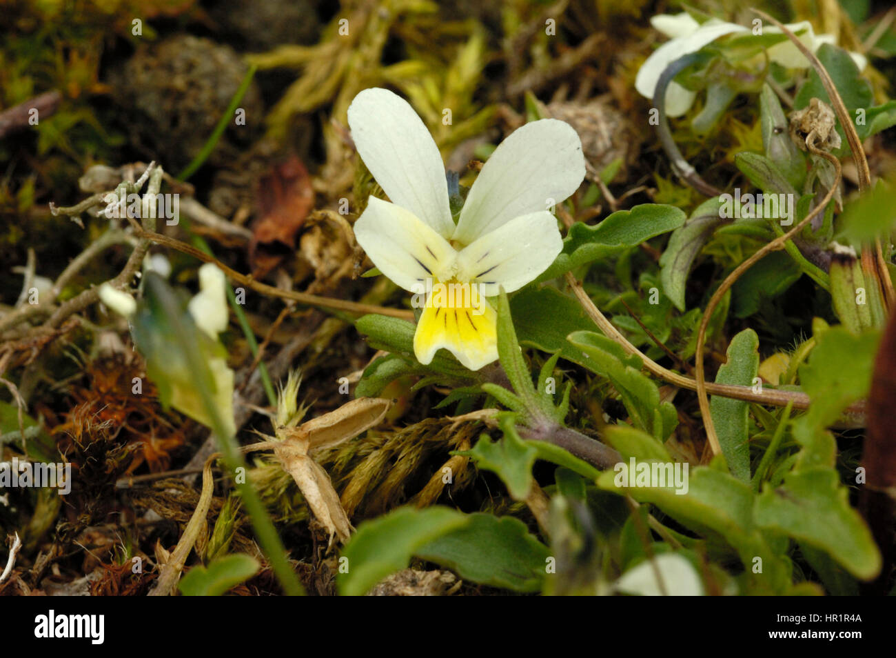 Wild Pansy o sabbia Pansy, Viola tricolore, formulario giallo a Braunton Burrows Foto Stock