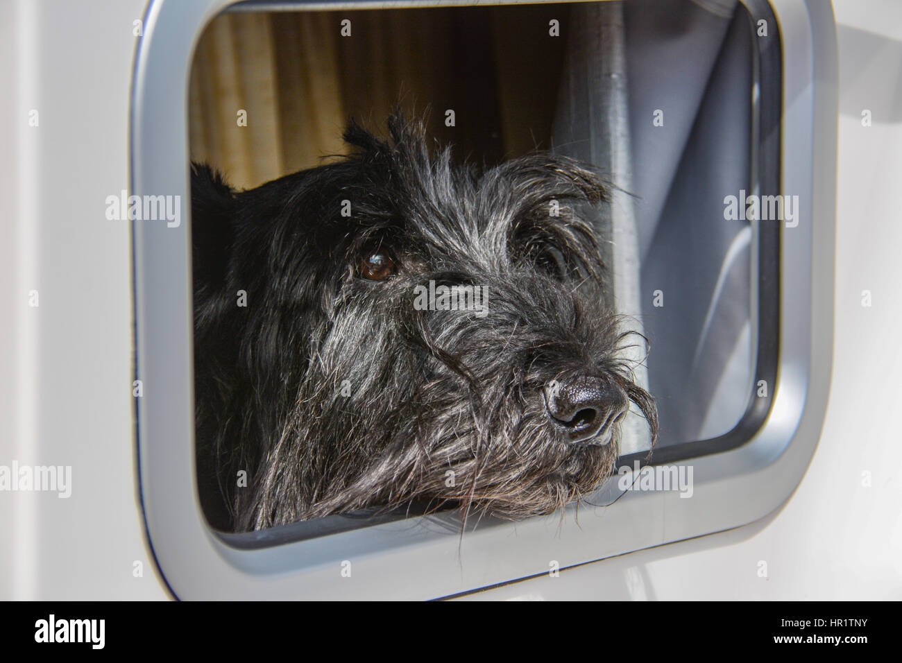 Scottish Terrier guardando fuori del suo finestrino di cabina Foto Stock