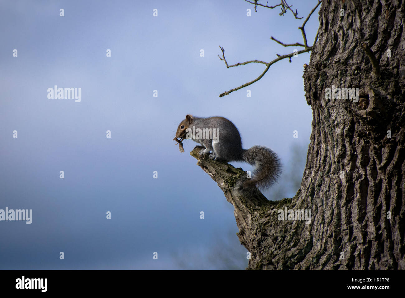 Risalente a un albero di sicomoro
