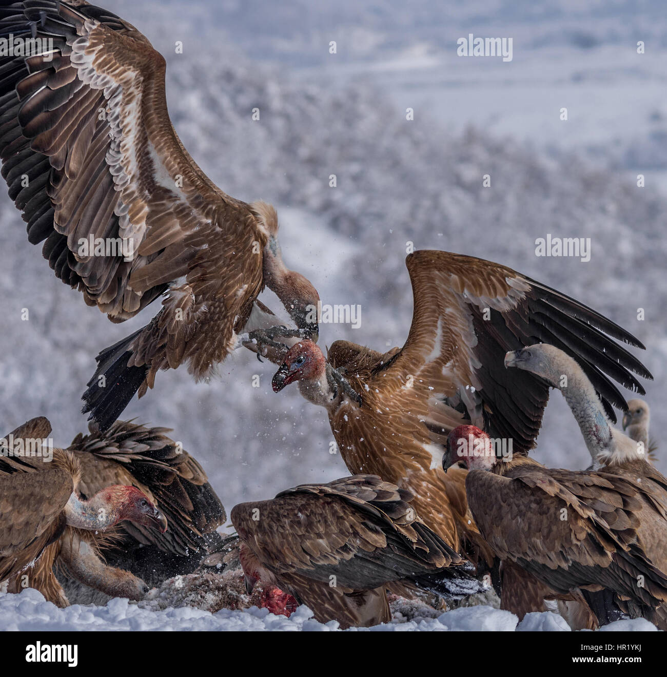 Grifoni combattono per il cibo. Foto Stock