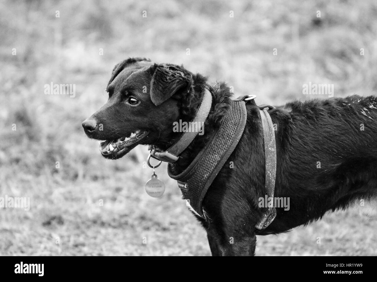 Patterdale Terrier indossando il cablaggio su una passeggiata Foto Stock