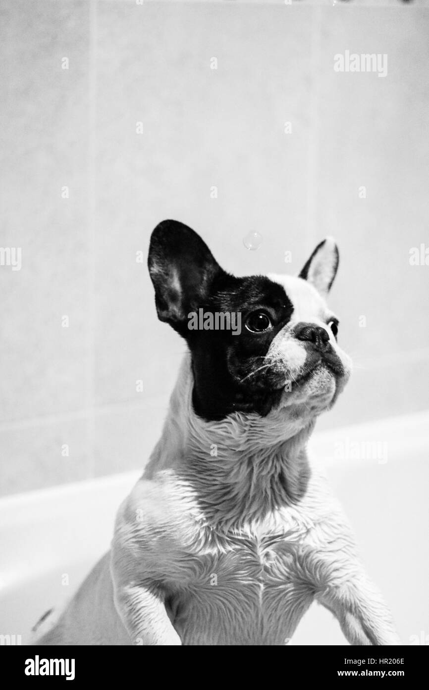 Bianco e Nero bulldog francese a giocare con le bolle nella vasca da bagno Foto Stock