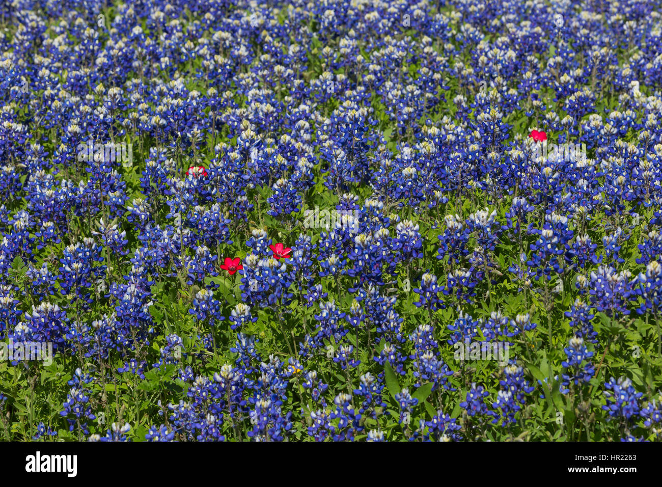 Un campo contenente il Texas Bluebonnet (Lupinus texensis) e bicchiere di vino (Callirhoe involucrate) nel paese delle colline del Texas Foto Stock