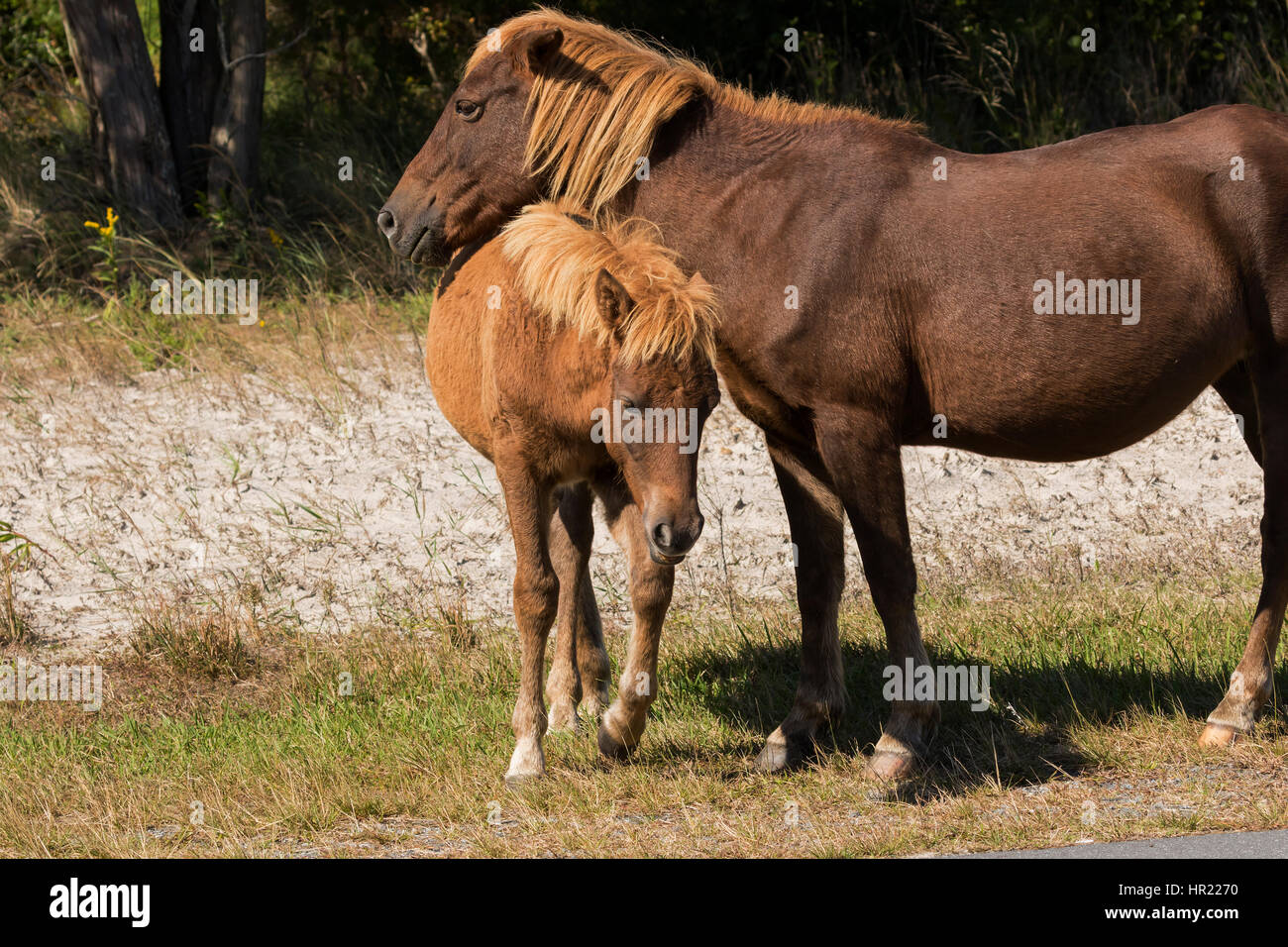 Assateague Pony (Equus caballus) colt interagenti con la sua madre in Assateague Island National Seashore Foto Stock