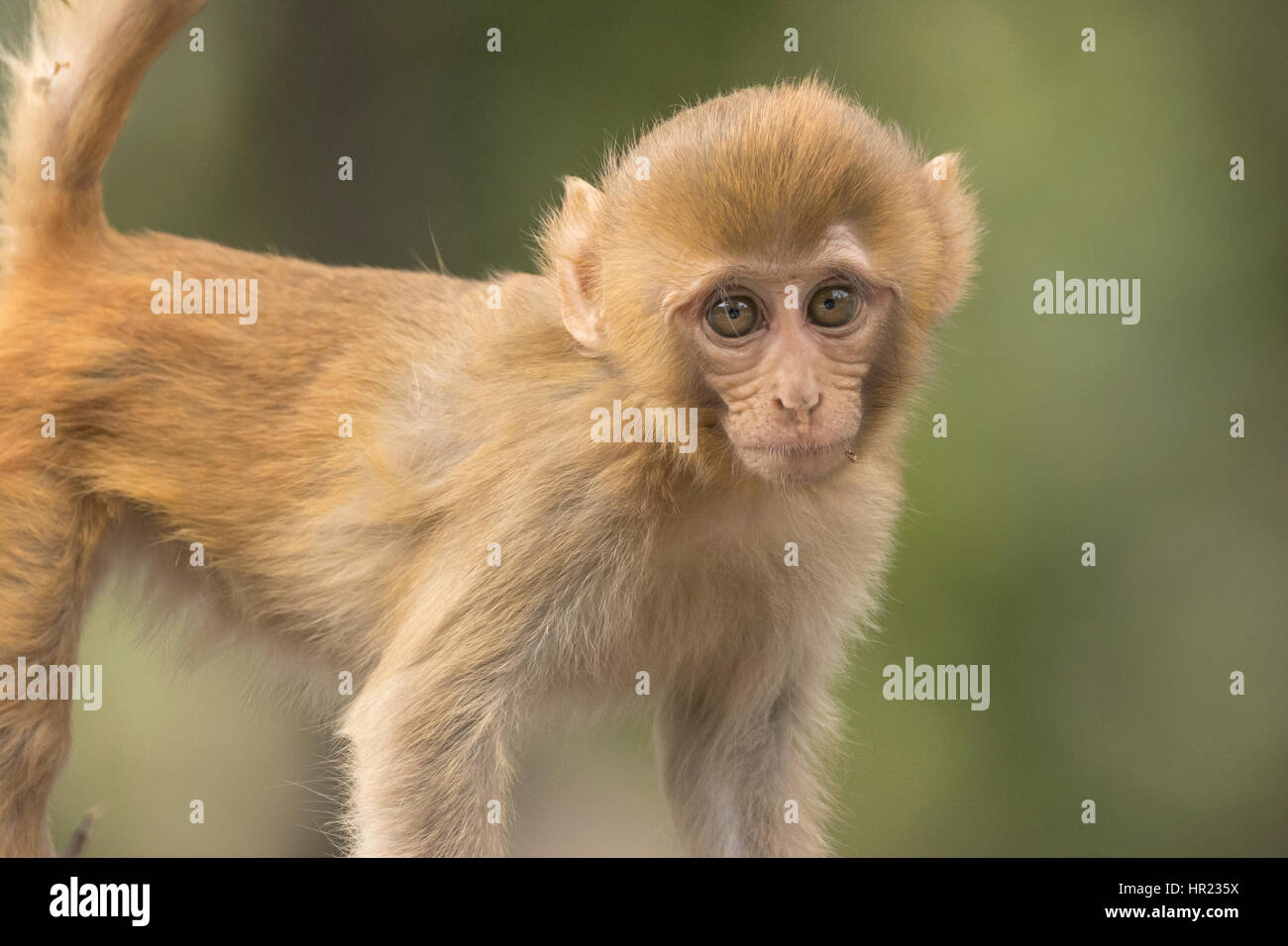 Giovane macaco di Rhesus (mulatta di Macaca) a Uttarakhand, India Foto Stock
