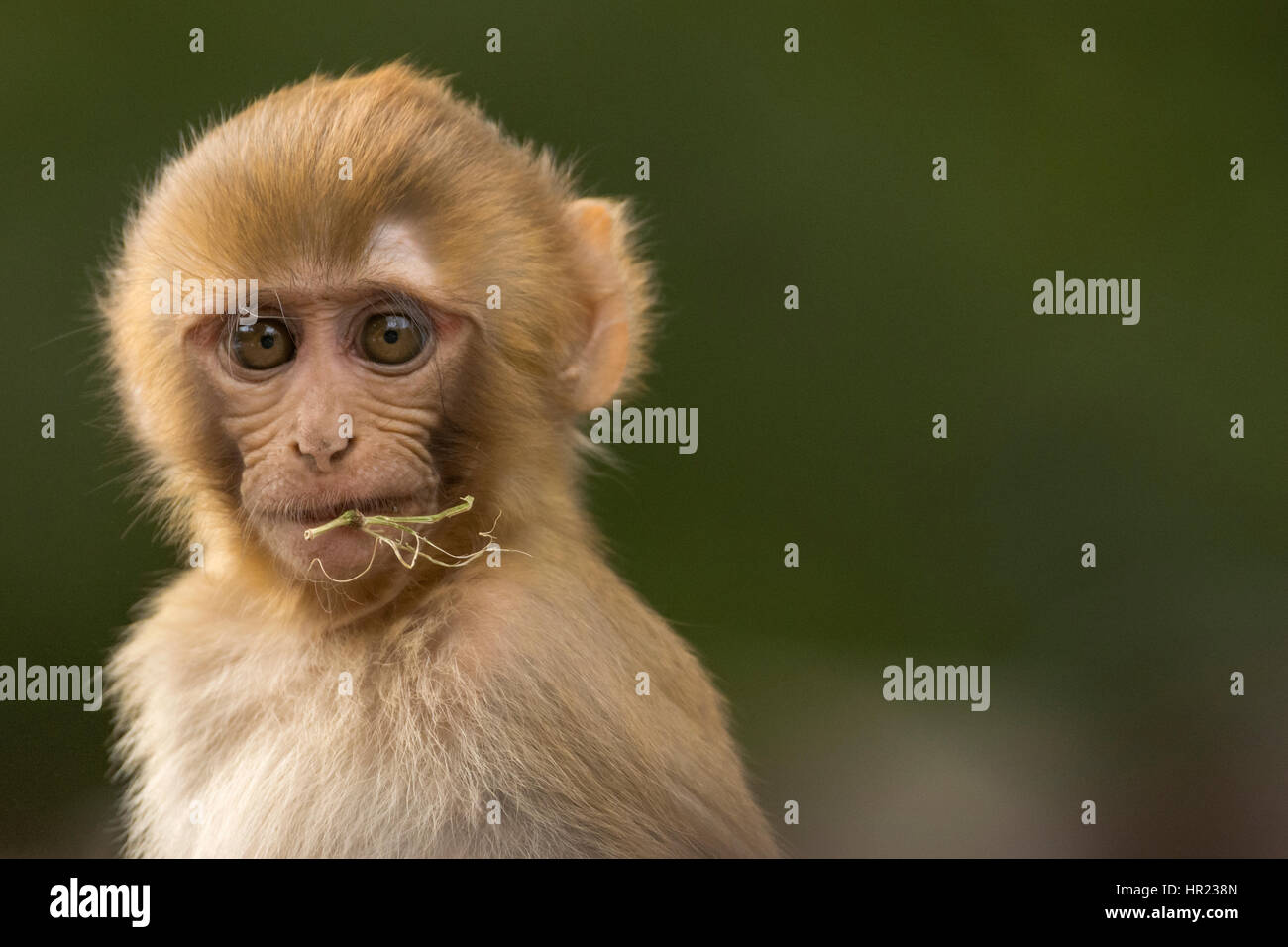 Giovane macaco di Rhesus (mulatta di Macaca) a Uttarakhand, India Foto Stock