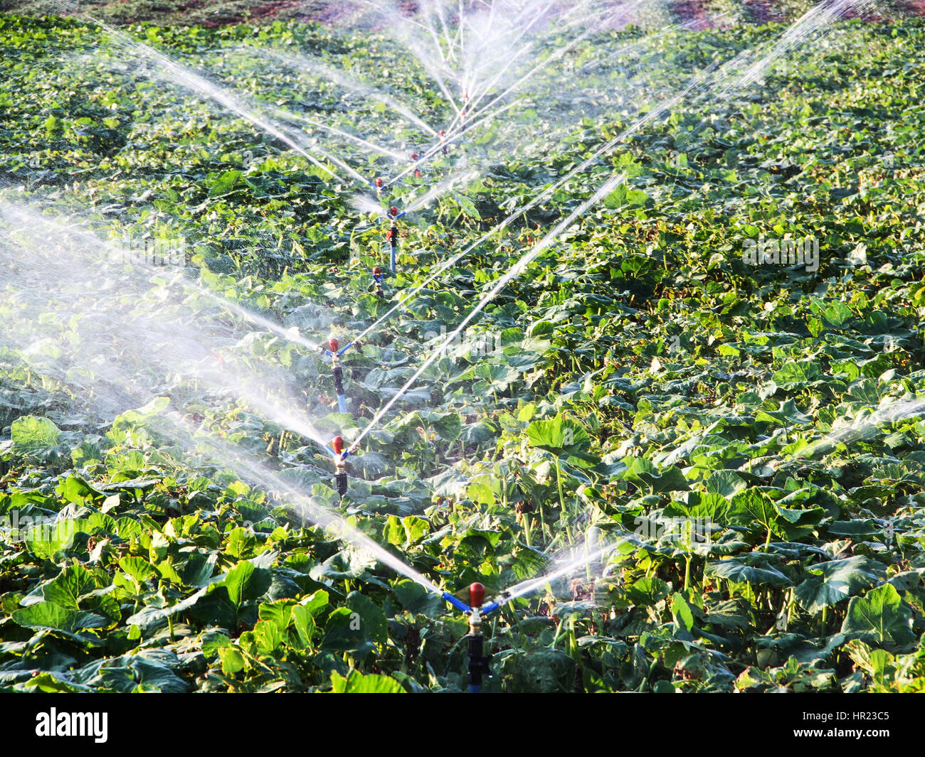 Impianto di irrigazione in funzione di irrigazione di piante agricole Foto Stock