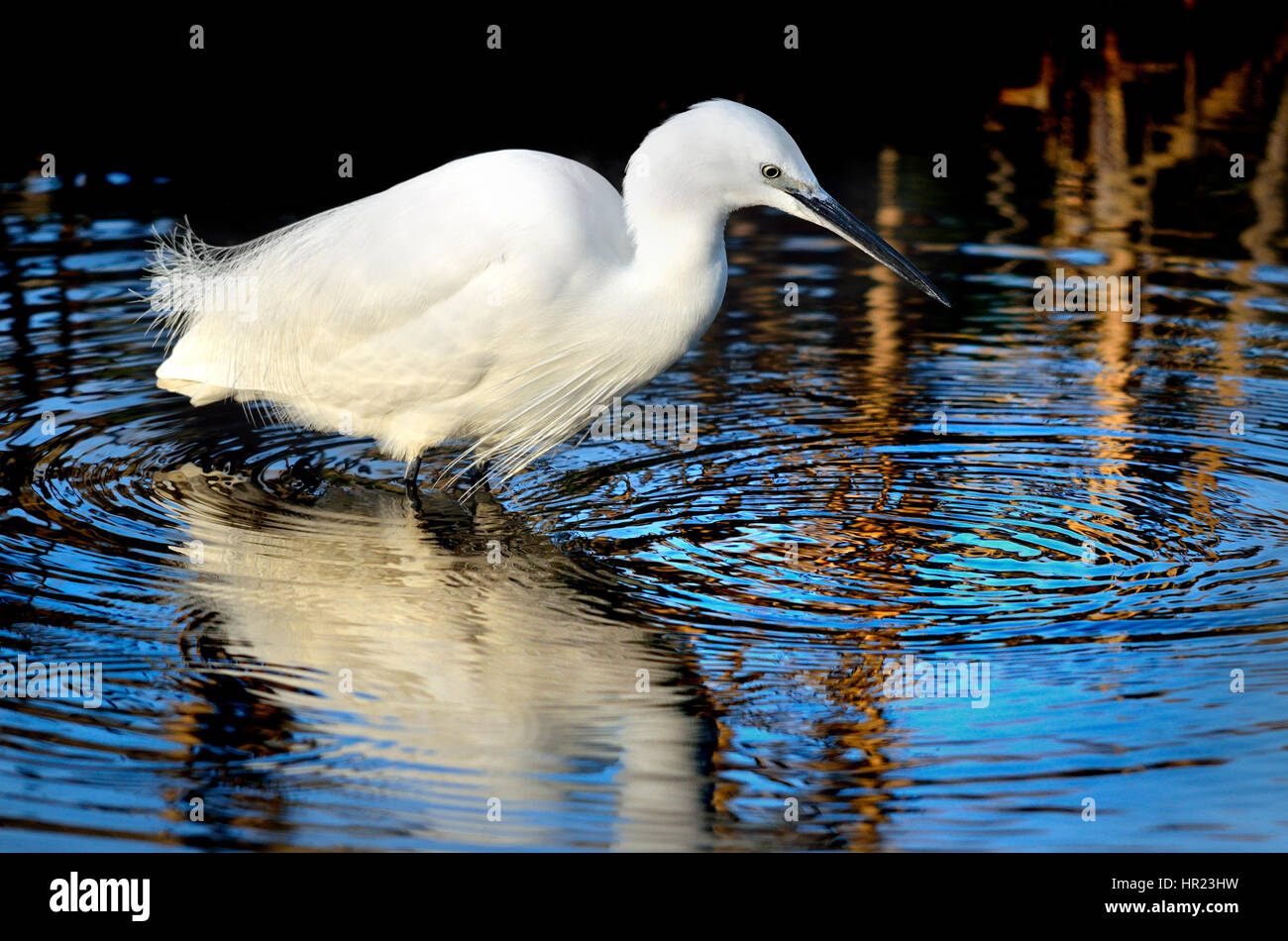 Garzetta (Egretta garzetta) in non-piumaggio di allevamento (nessun crest) Gennaio, allentati Village, Kent, Inghilterra. Foto Stock