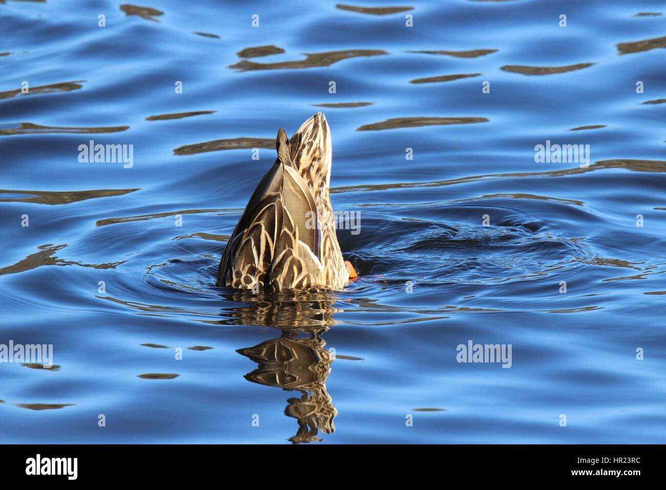 Una femmina di Mallard duck a dedicarmi per alimenti su un lago Foto Stock