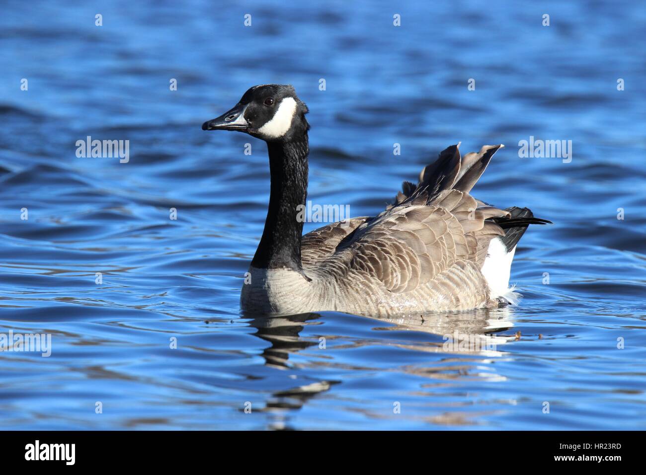 Un Canada Goose nuoto sulle sponde di un lago in una giornata di vento Foto Stock