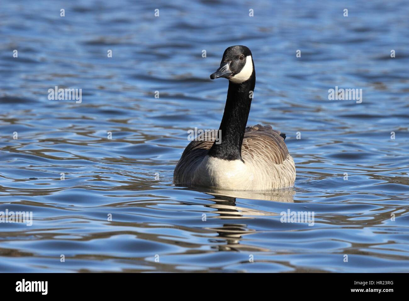 Un Canada Goose nuoto su un lago Foto Stock