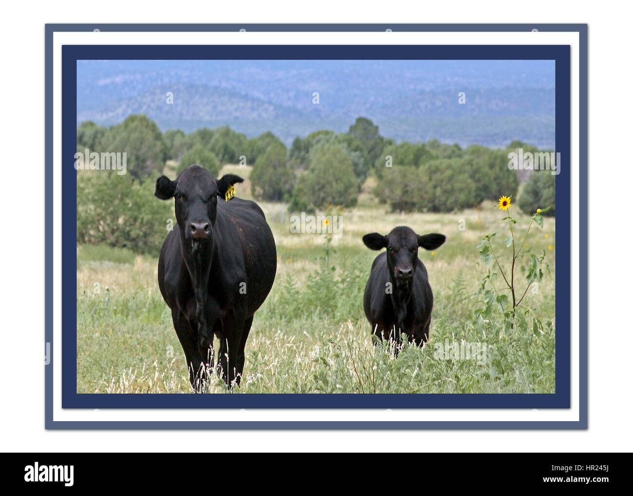 Una foto di due arrabbiato cercando vacche Foto Stock