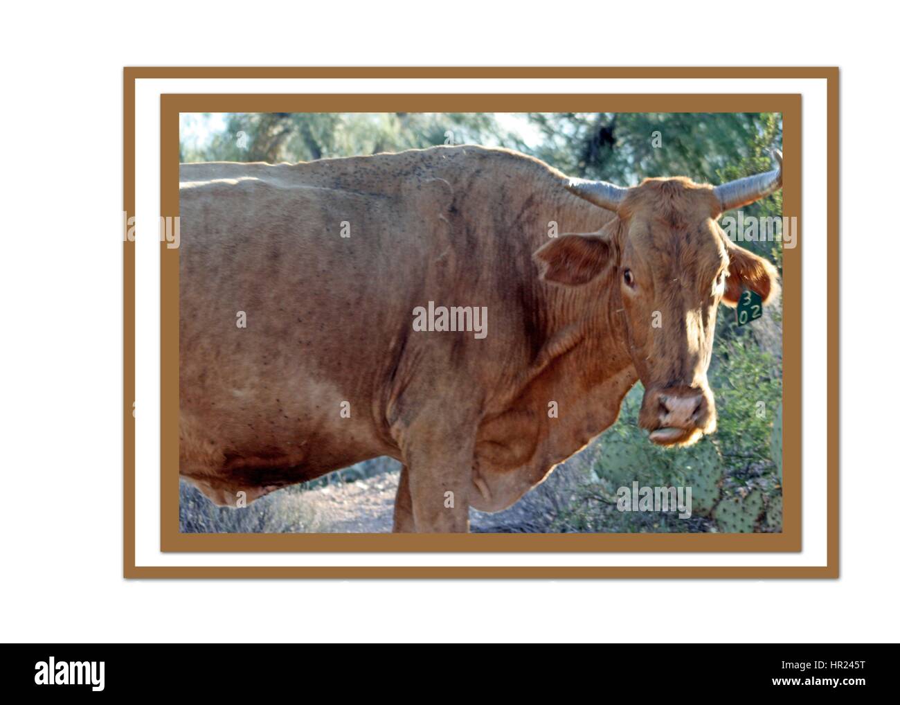 Su un pezzo di terreno coltivato un fastidio mucca guarda su Foto Stock