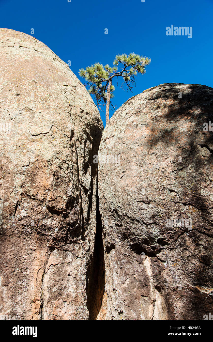 Piñon pino; Pinus monophylla; Pinus edulis; Penitente Canyon; Colorado; USA Foto Stock