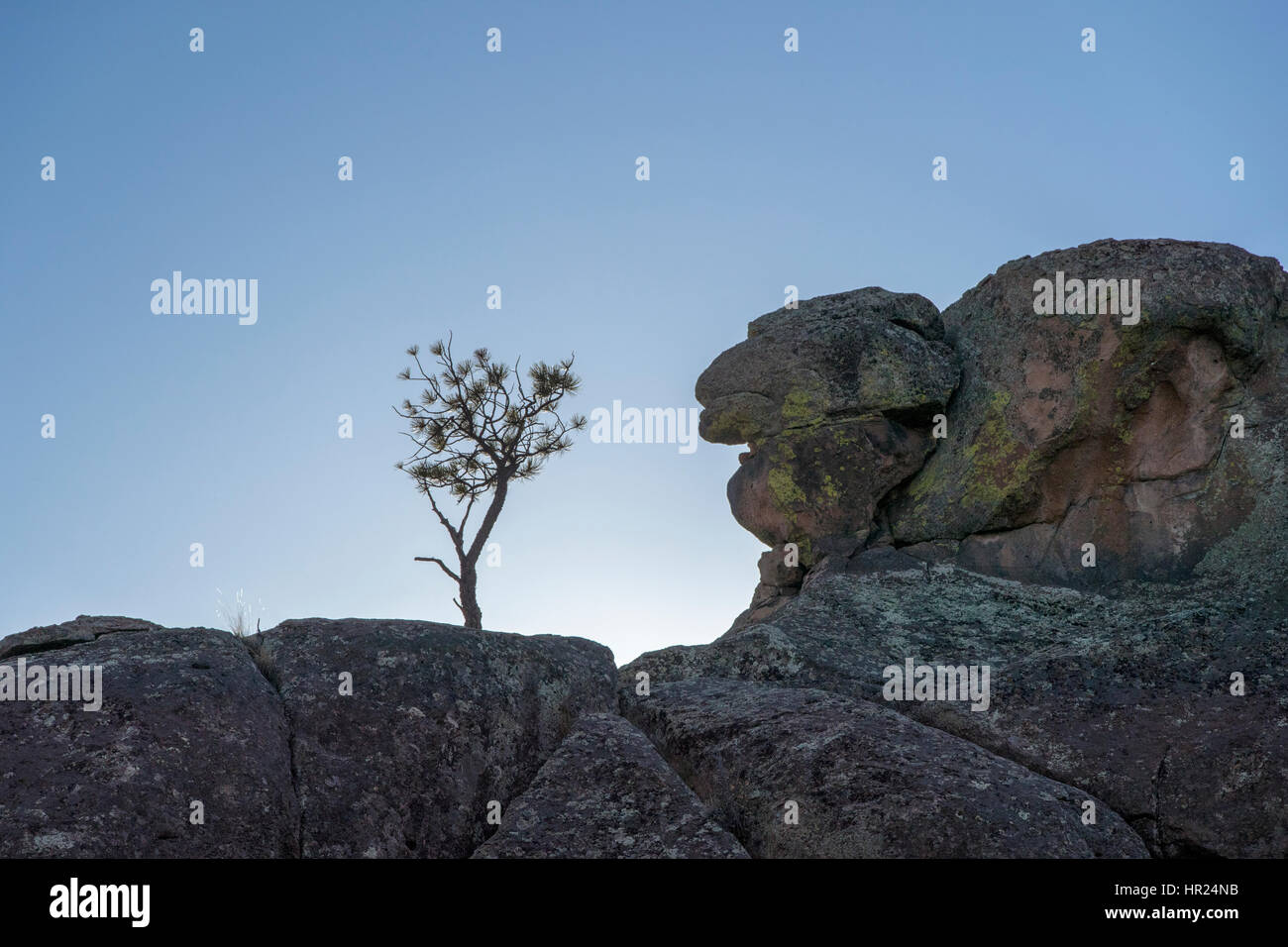 Piñon pino; Pinus monophylla; Pinus edulis; Penitente Canyon; Colorado; USA Foto Stock
