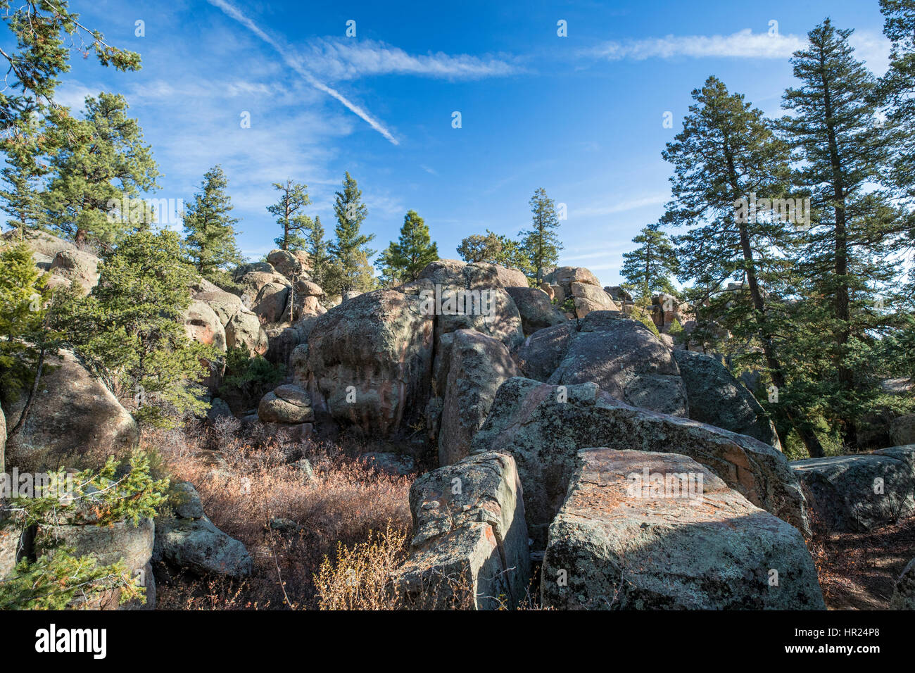 Pinon Pine & Abete rosso crescere tra rocce; Penitente Canyon; Colorado; USA Foto Stock