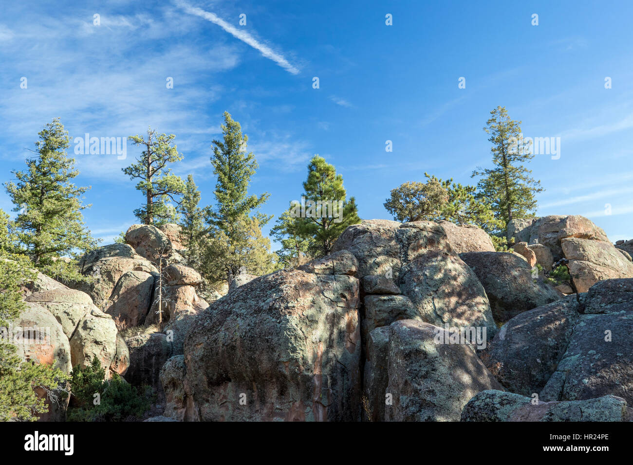 Pinon Pine & Abete rosso crescere tra rocce; Penitente Canyon; Colorado; USA Foto Stock