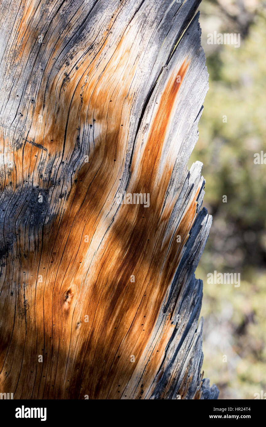 Close-up di tronco di dead Piñon pine; Pinus monophylla; Pinus edulis; Penitente Canyon; Colorado; USA Foto Stock