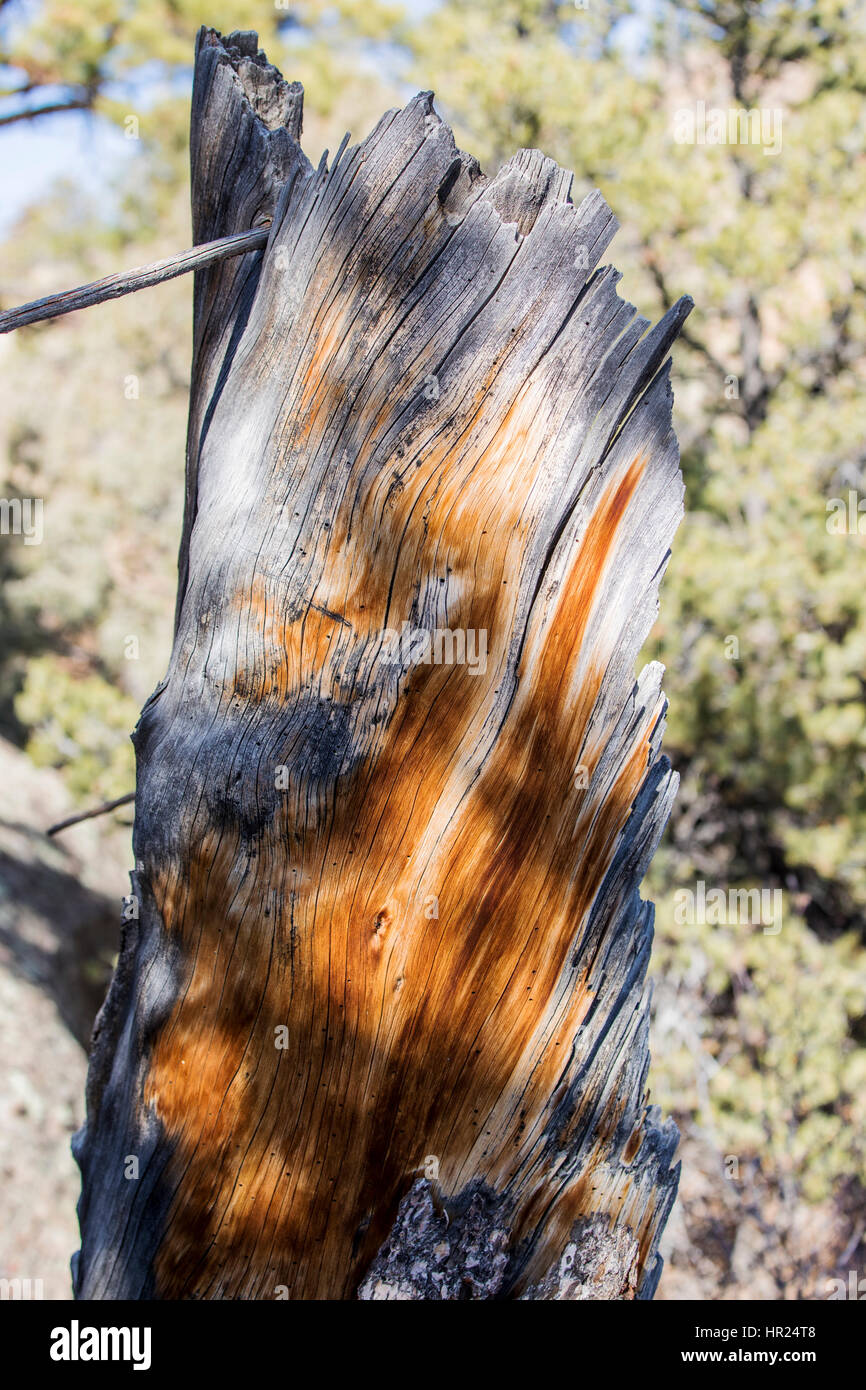 Close-up di tronco di dead Piñon pine; Pinus monophylla; Pinus edulis; Penitente Canyon; Colorado; USA Foto Stock