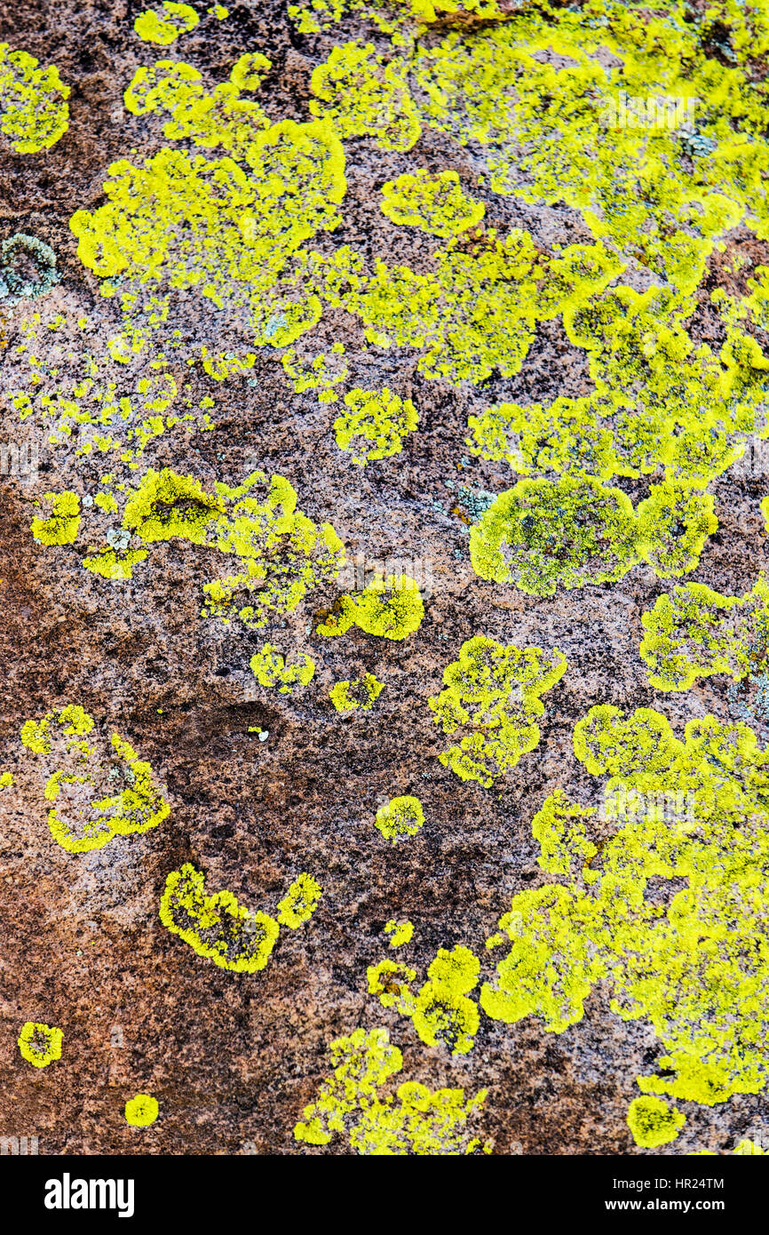 Close-up di parete di roccia & lichen; alghe; popolare con gli alpinisti; Penitente Canyon; Colorado; USA Foto Stock