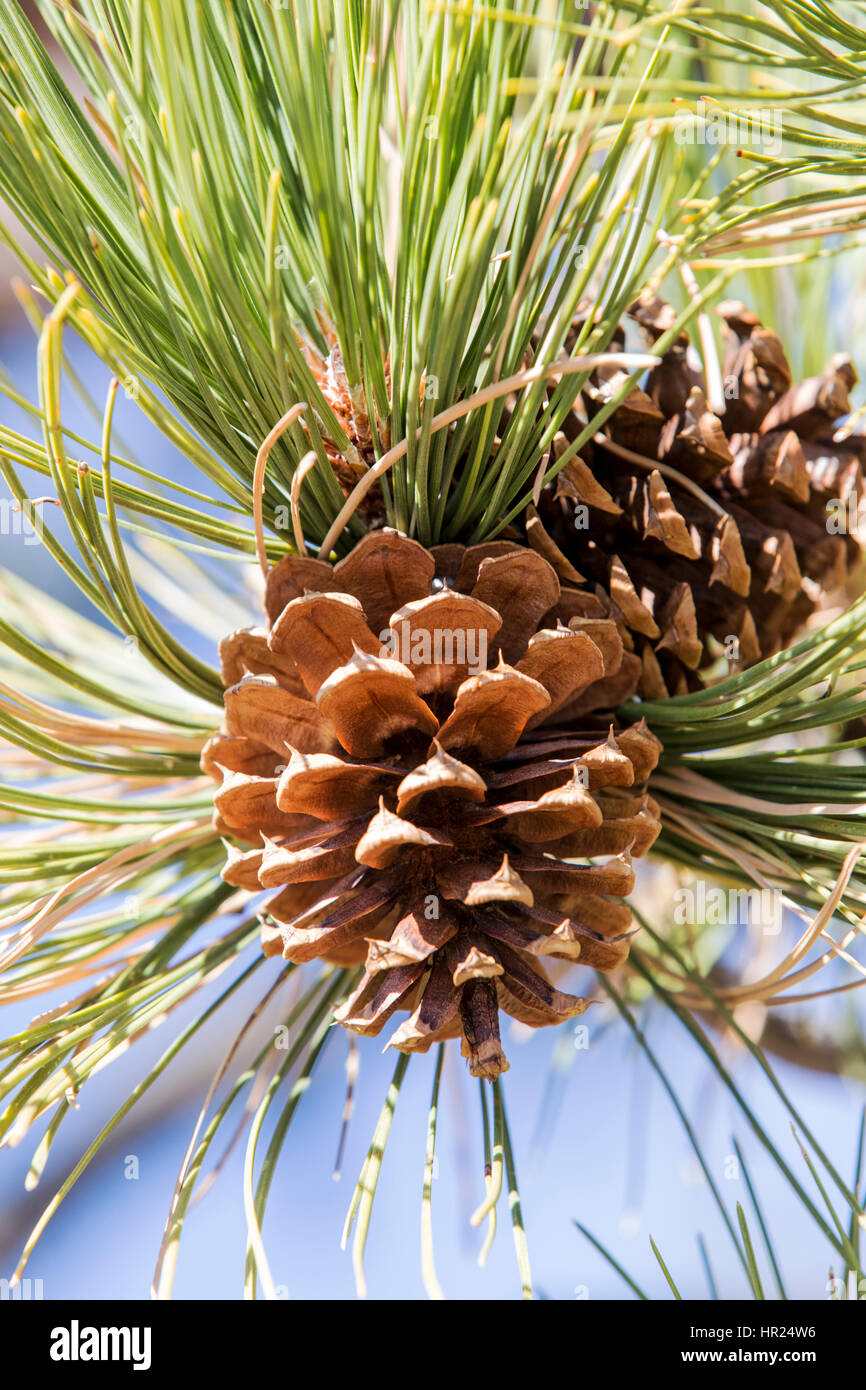 Cono di pino; Piñon Pine; Pinus monophylla; Pinus edulis; Penitente Canyon; Colorado; USA Foto Stock
