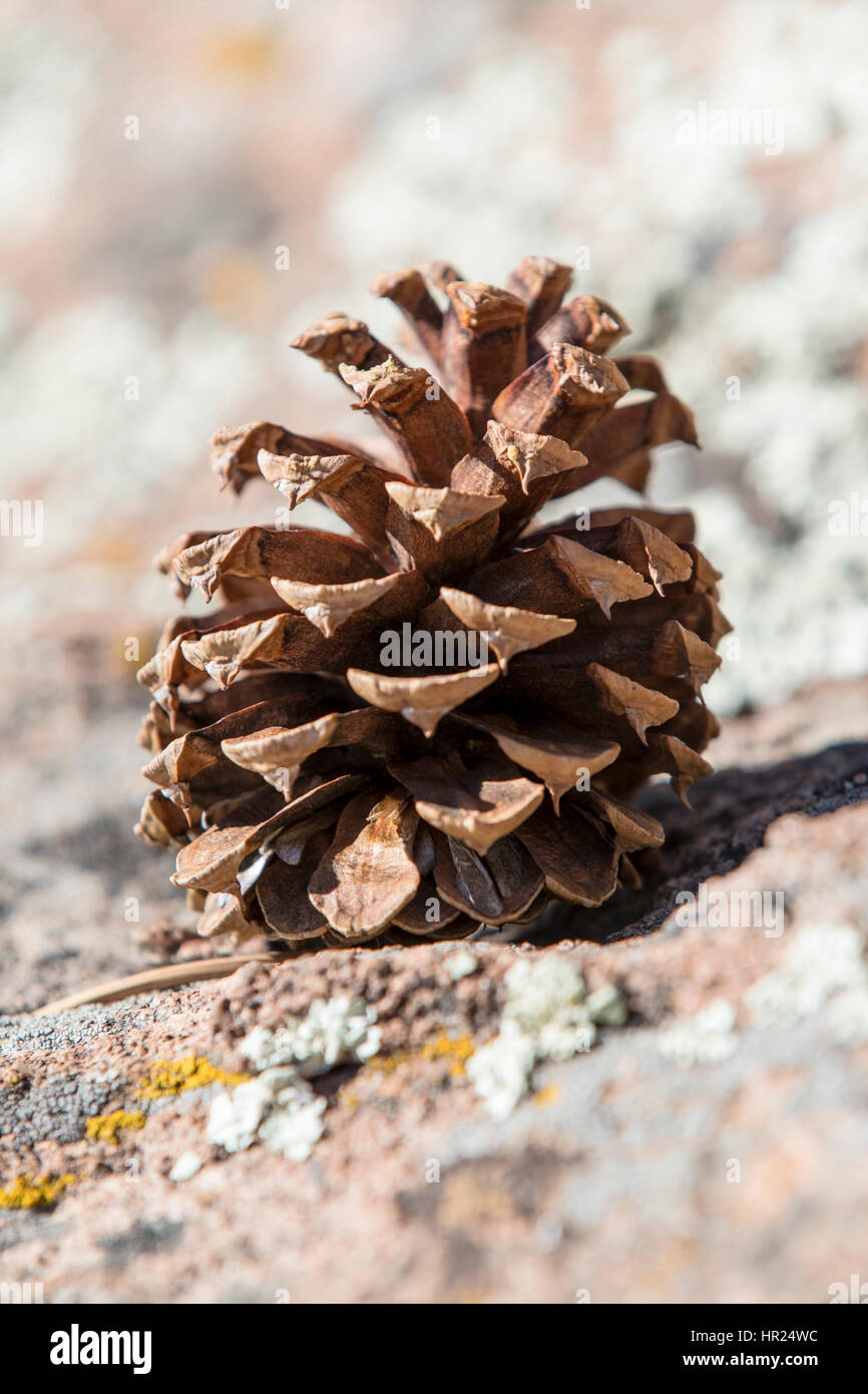 Cono di pino; Piñon Pine; Pinus monophylla; Pinus edulis; Penitente Canyon; Colorado; USA Foto Stock