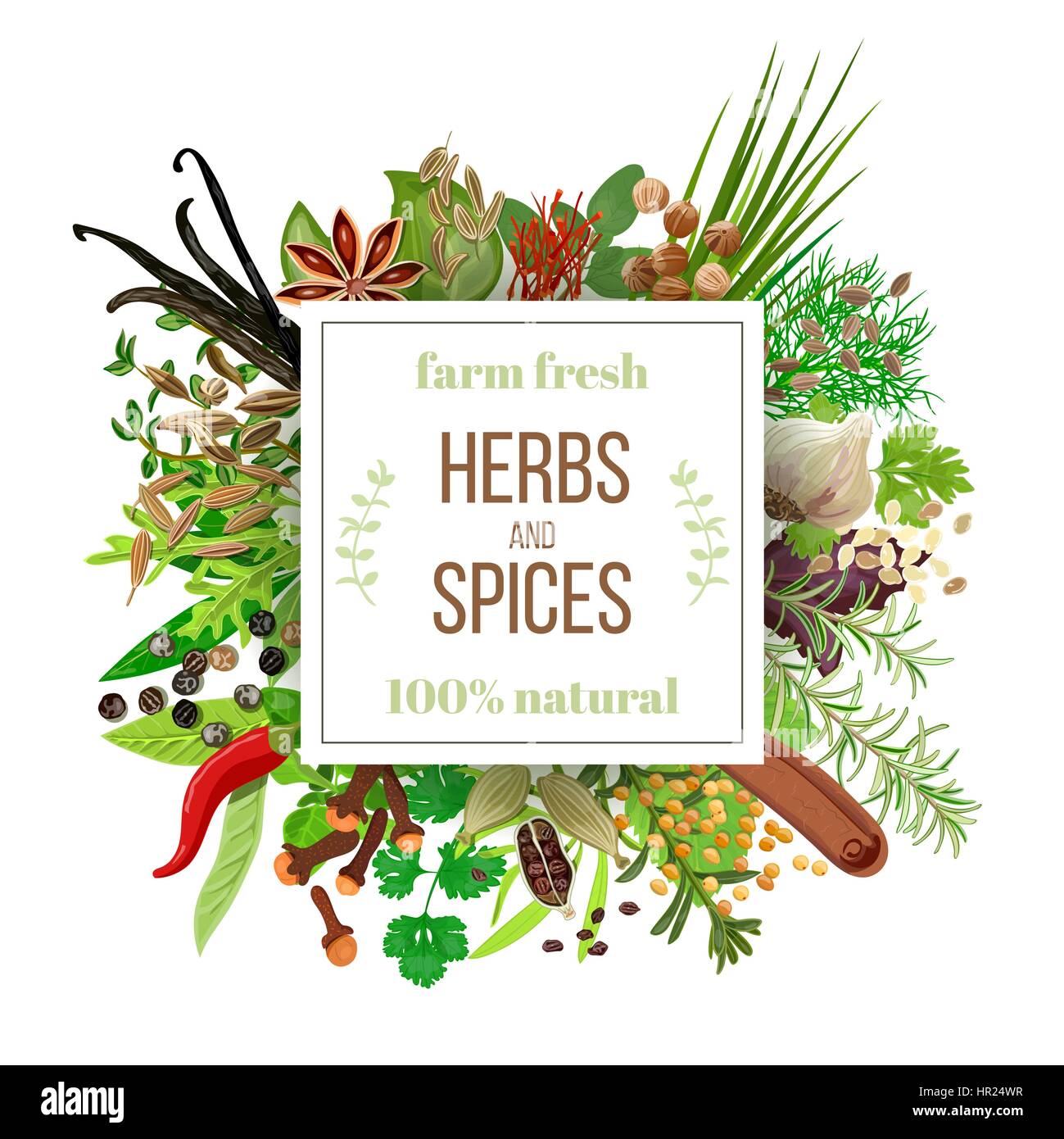 Big impostare le erbe aromatiche e le spezie sotto scudiero emblema. Mazzetto di cottura di condimenti. Per i prodotti cosmetici, cottura, ristorante, negozio, mercato la salute naturale Illustrazione Vettoriale