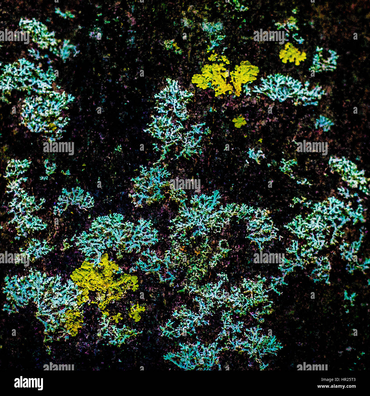 Abstract foto macro di arte ad albero Foto Stock