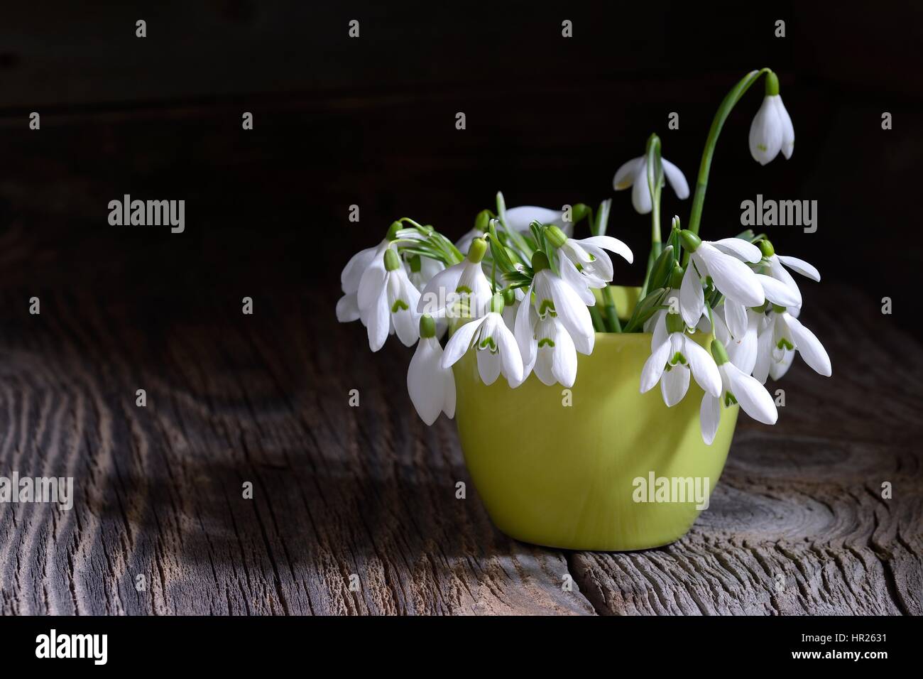 Bouquet di bella primavera primi fiori bucaneve in vaso su uno sfondo di legno Foto Stock