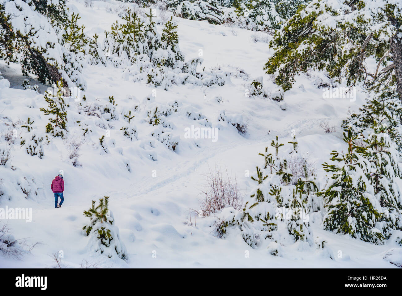 Snow scape a piedi nella neve pineta Foto Stock