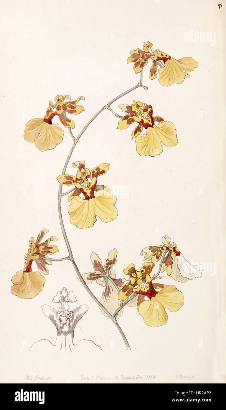 Oncidium reflexum (come Oncidium pelicanum) - Edwards vol 33 (NS 10) pl 70 (1847) Foto Stock