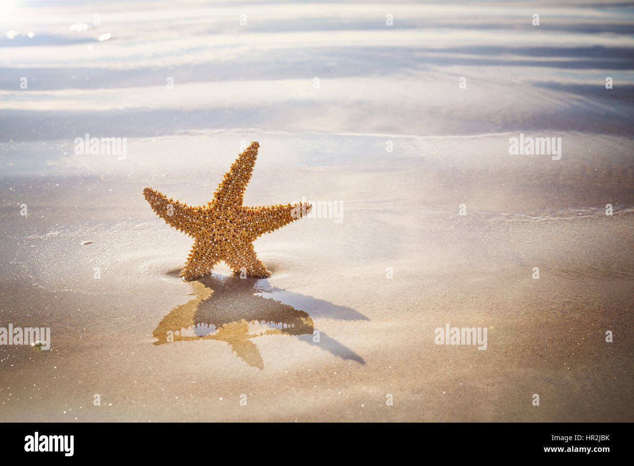 Stella di mare su una spiaggia di sabbia fine e dorata, con increspature dell'acqua di mare e lo spazio per il tuo testo. Foto Stock