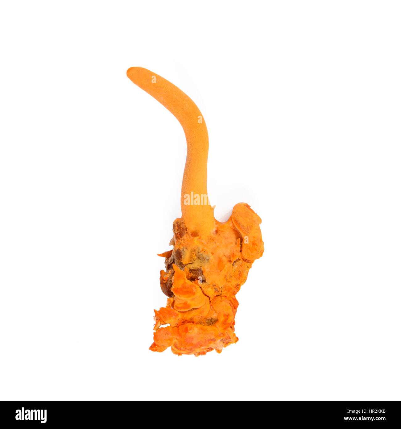 Cordyceps mushroom utilizzati nella medicina tradizionale cinese Foto Stock