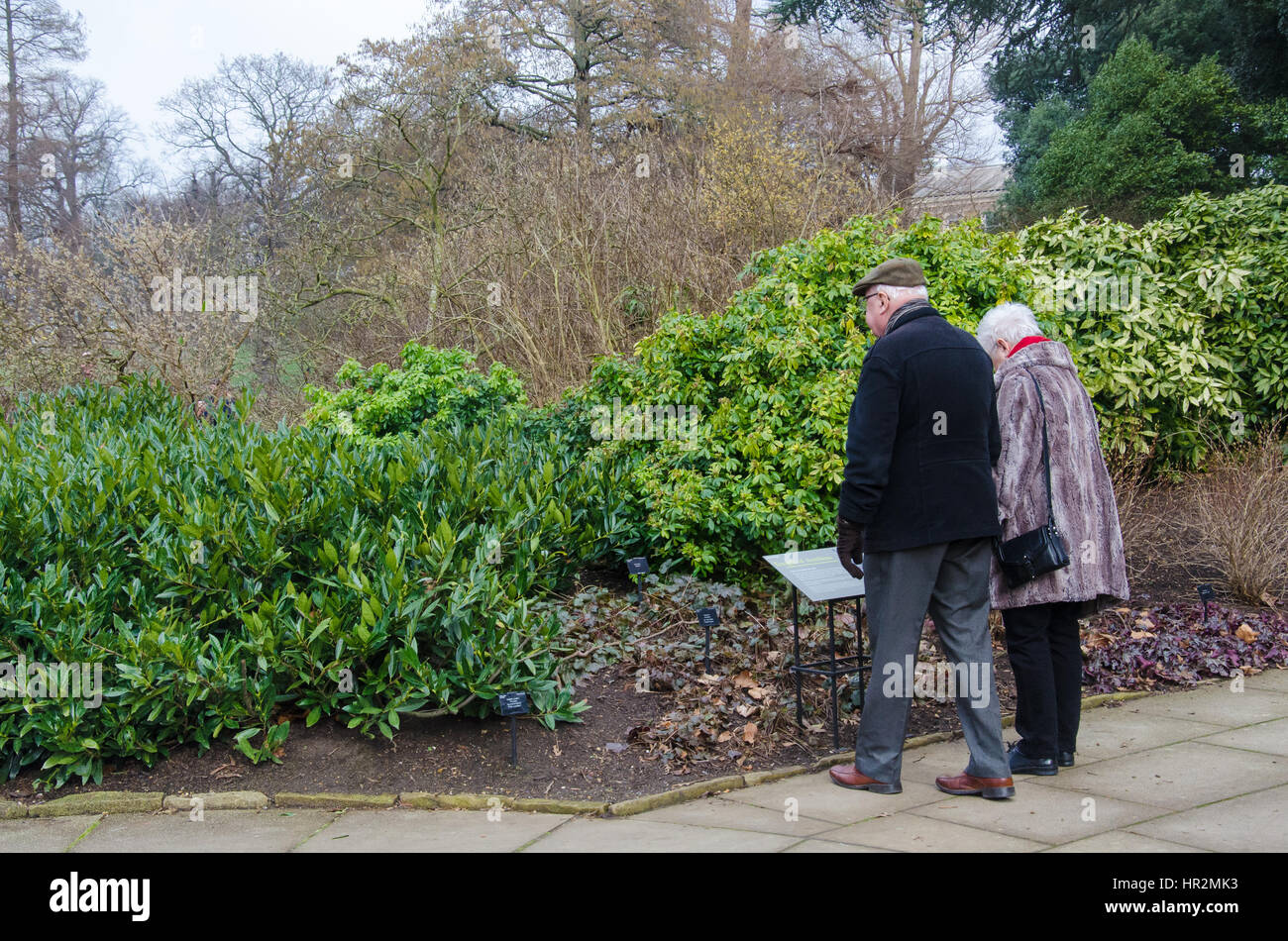 London, Regno Unito - 18 Febbraio 2017: un anziano pensionato anziano giovane in un momento di relax a Kew Royal Botanical Garden. Foto Stock