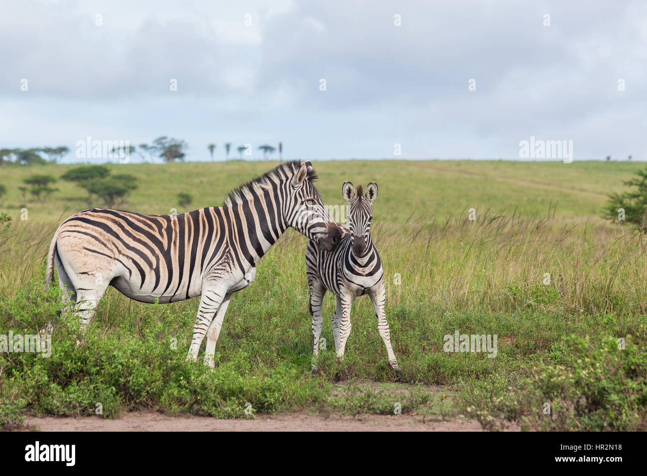 Vitello Zebra animali affetti nella fauna selvatica del Parco safari Foto Stock