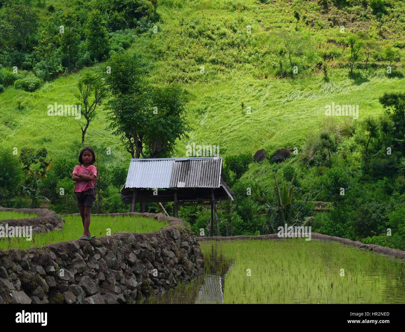 Ragazza di stare tra i campi di riso. Bali, Indonesia Foto Stock