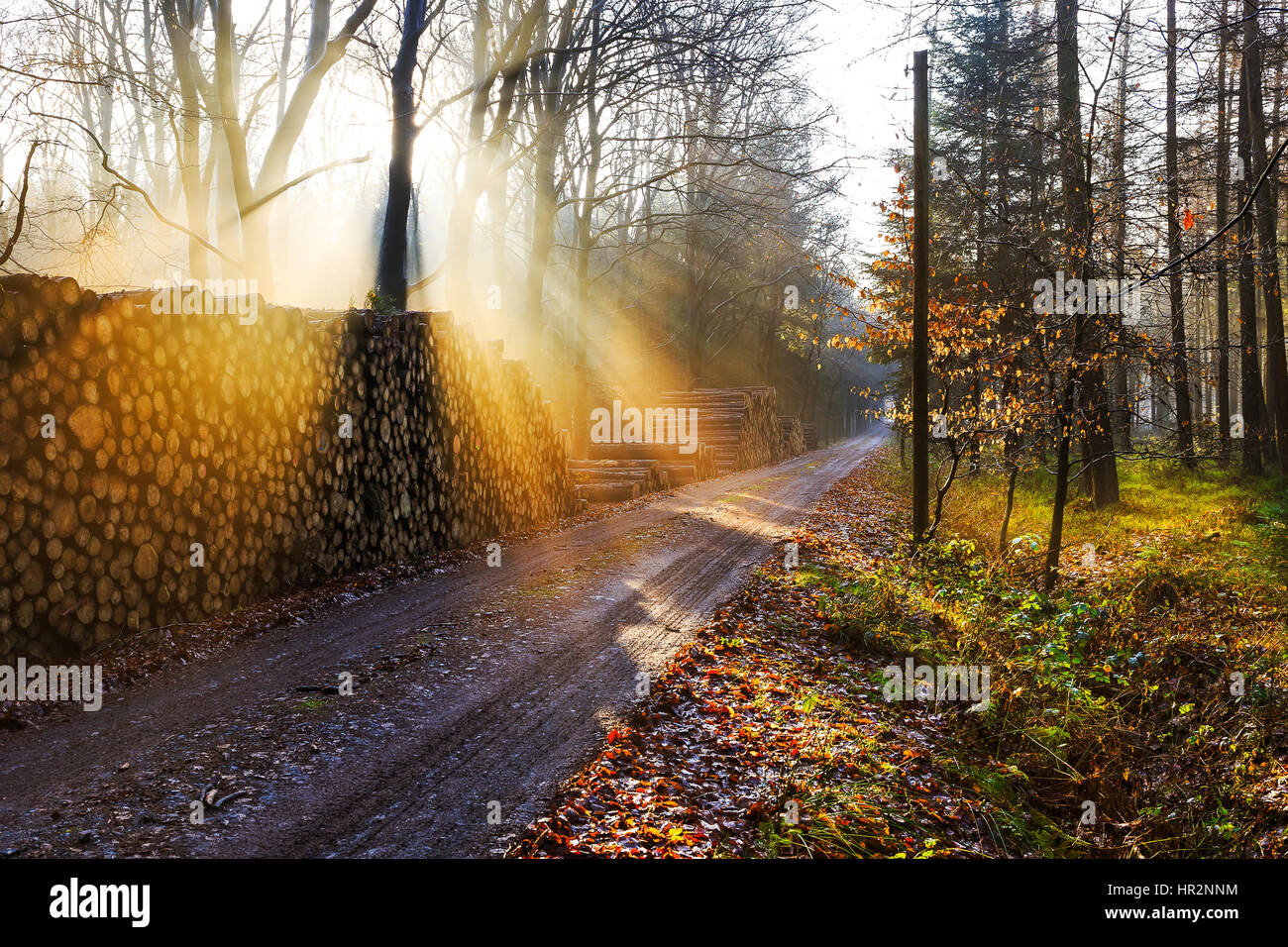 Atmosfera mattutina in una foresta tra Friedeburg e Wittmund Foto Stock