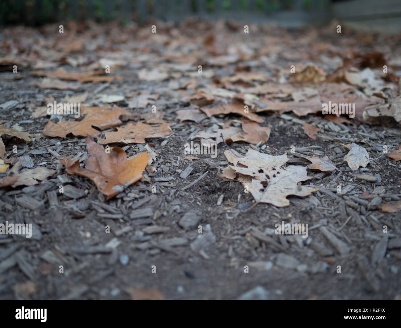 Autunno cadono le foglie di sfondo Foto Stock