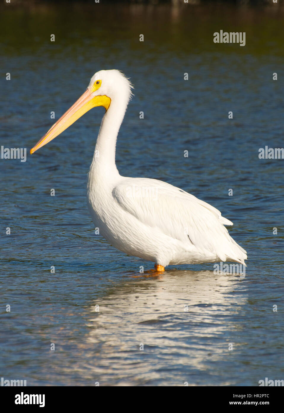 Americano bianco Pelican, Pelecanus erythrorhynchos, stando in piedi in poco profonde acque blu Foto Stock