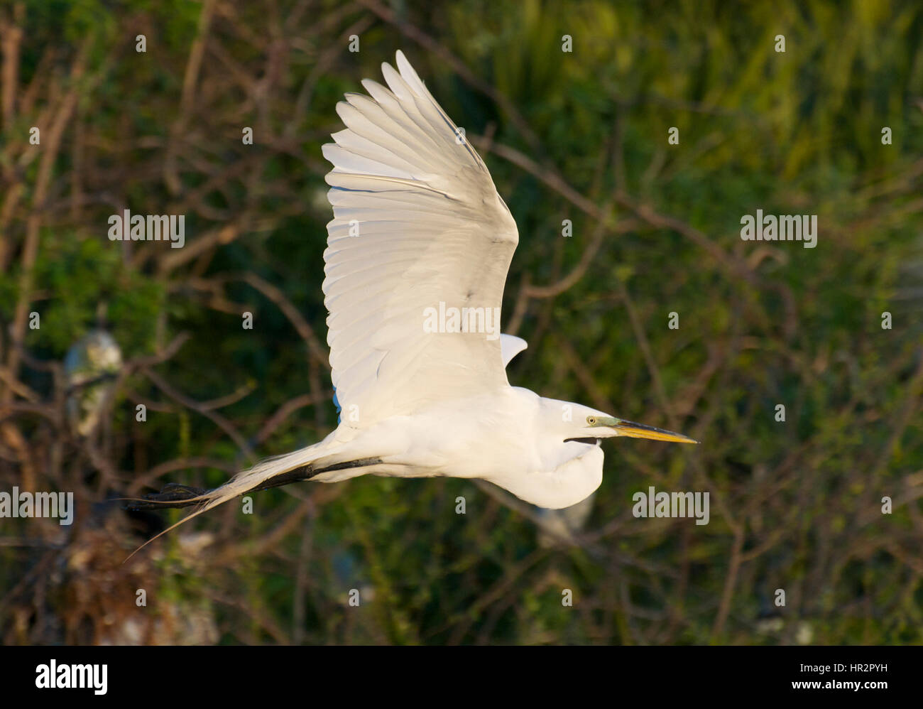Airone bianco maggiore, Ardea alba, volare con le ali estese e piante o scrub in background Foto Stock